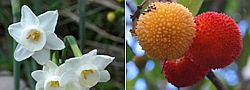 Narcisse/Fruits d'Arbousier