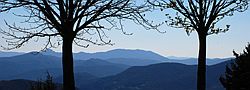 Deux arbres en la montagne